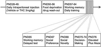 Adolescent Δ9-Tetrahydrocannabinol Exposure Selectively Impairs Working Memory but Not Several Other mPFC-Mediated Behaviors